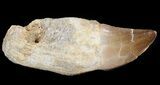 Rooted Mosasaur (Prognathodon) Tooth #43190-1